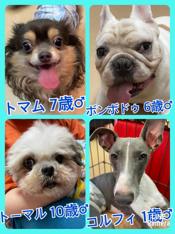 🐾今日の里親様募集中ワンコ🐶メンバーです🐾2021,8,25